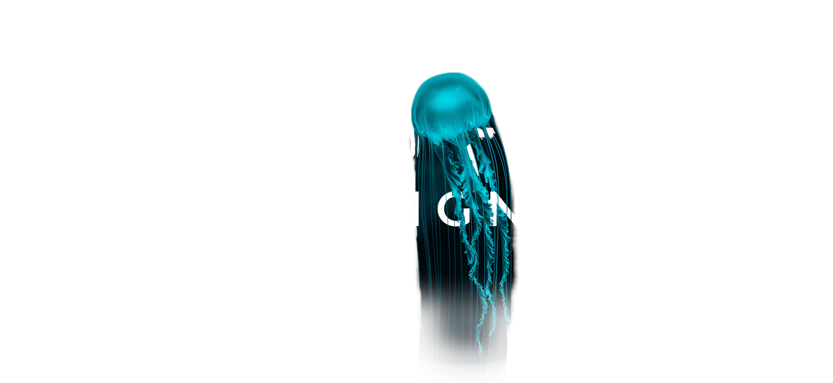 jellyfish designs